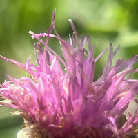 Centaurea jacea